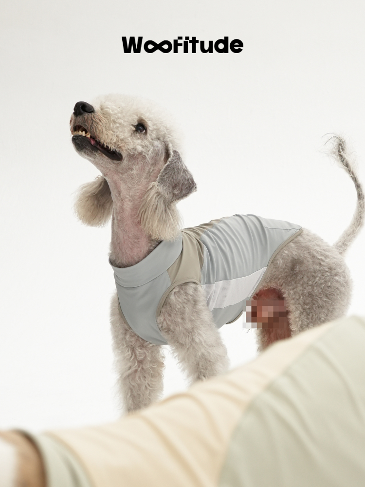 A poodle wearing a breathable dog vest in side view, showing smooth surface and lightweight structure