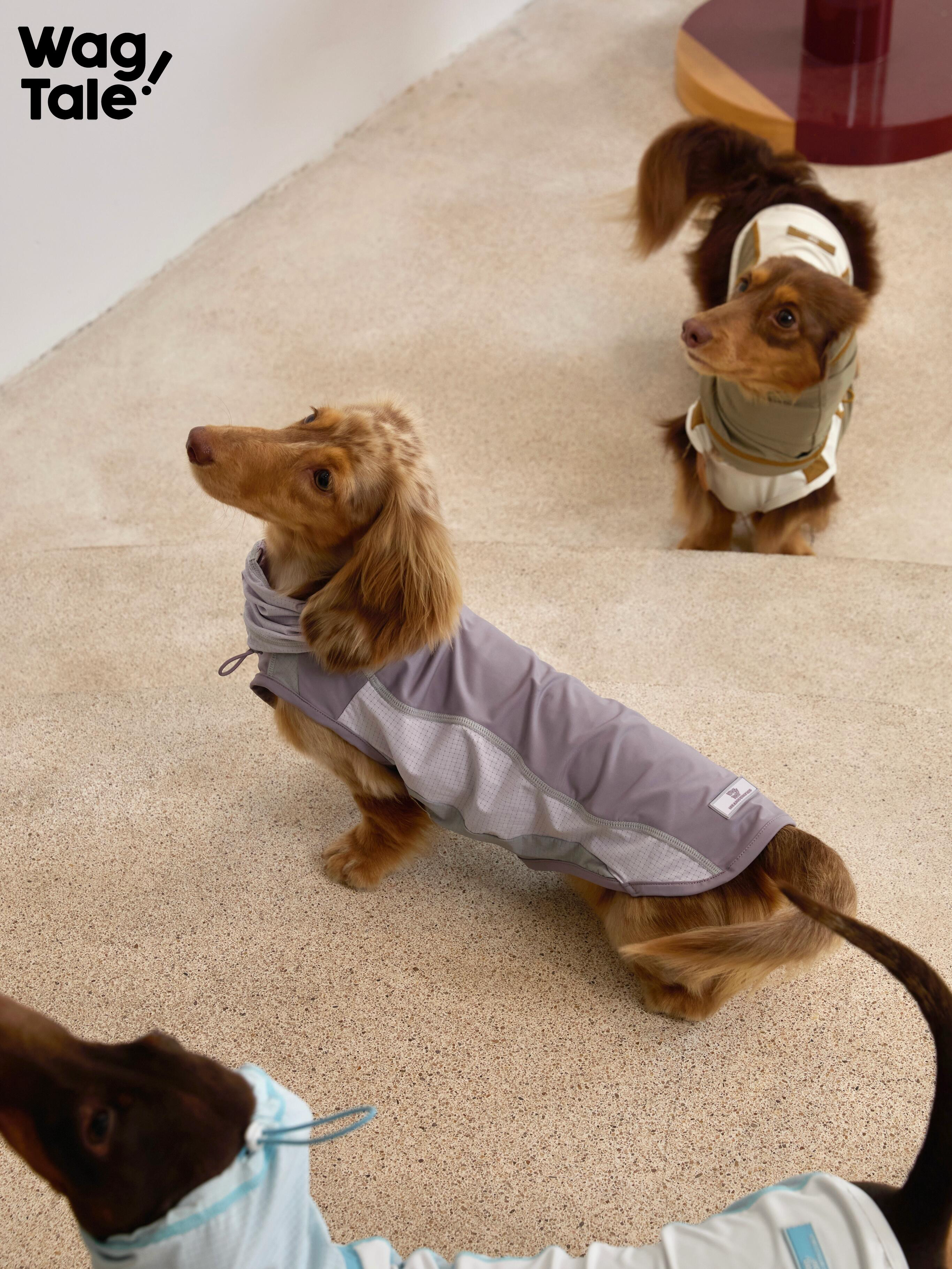 A dachshund in a grey breathable summer dog vest sitting on the floor, highlighting curved panel construction and lightweight design for hot weather.