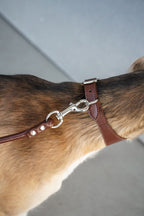 Top view detail of a brown leather dog collar on a sighthound; adjustable buckle holes and swivel leash clip hardware are shown clearly for secure everyday walks.
