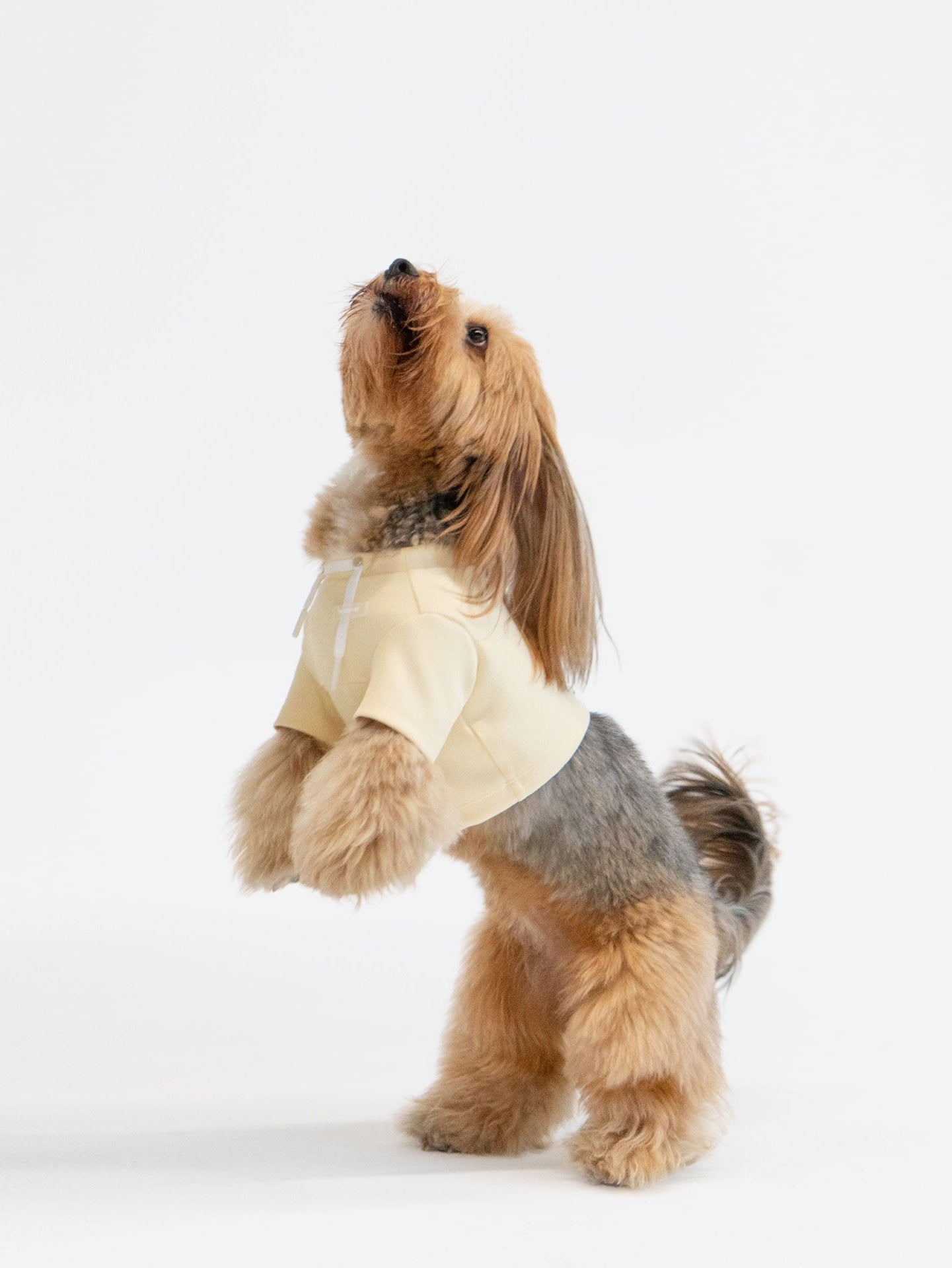 Small dog wearing a beige sweater on a white background
