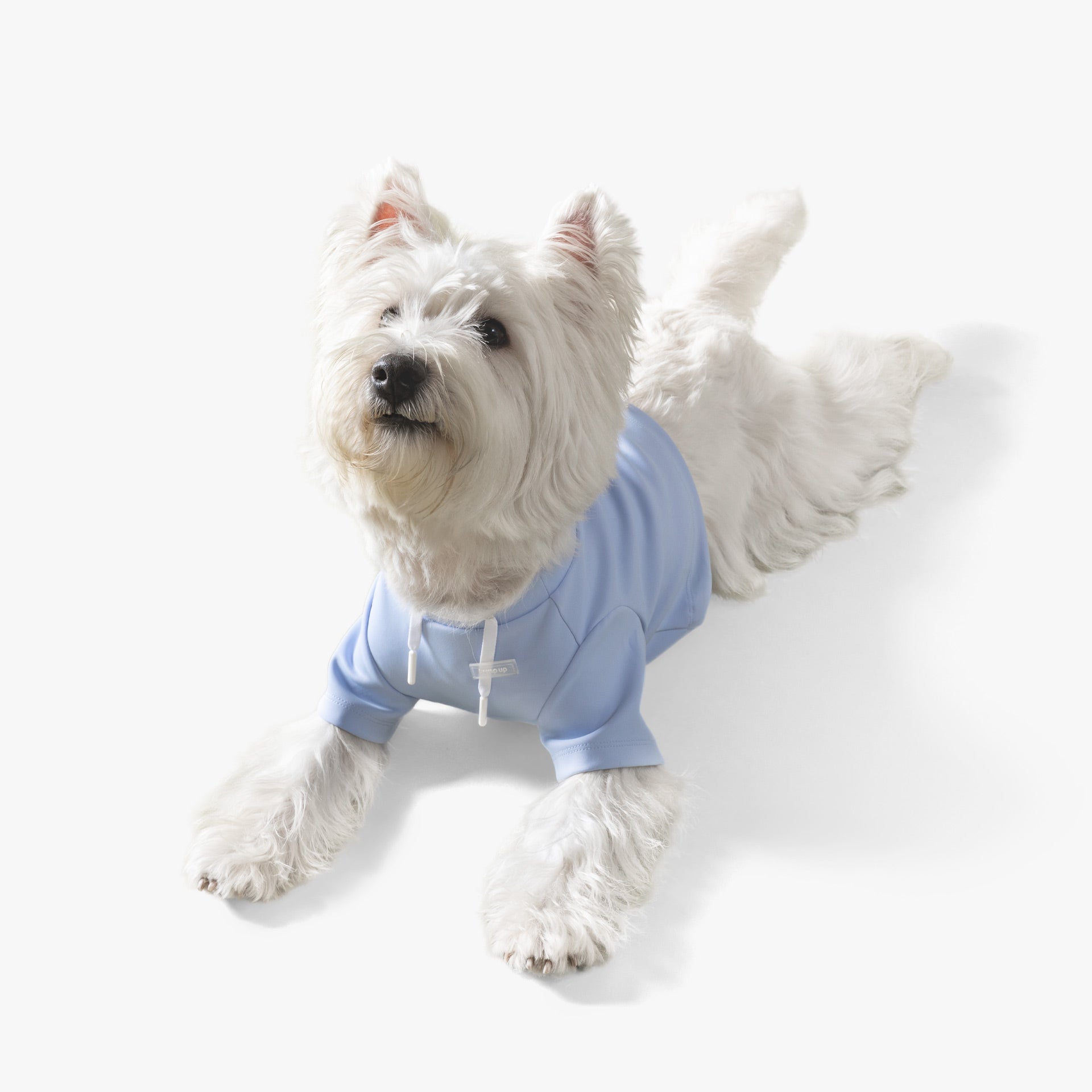 White dog wearing a light blue crop top on a white background