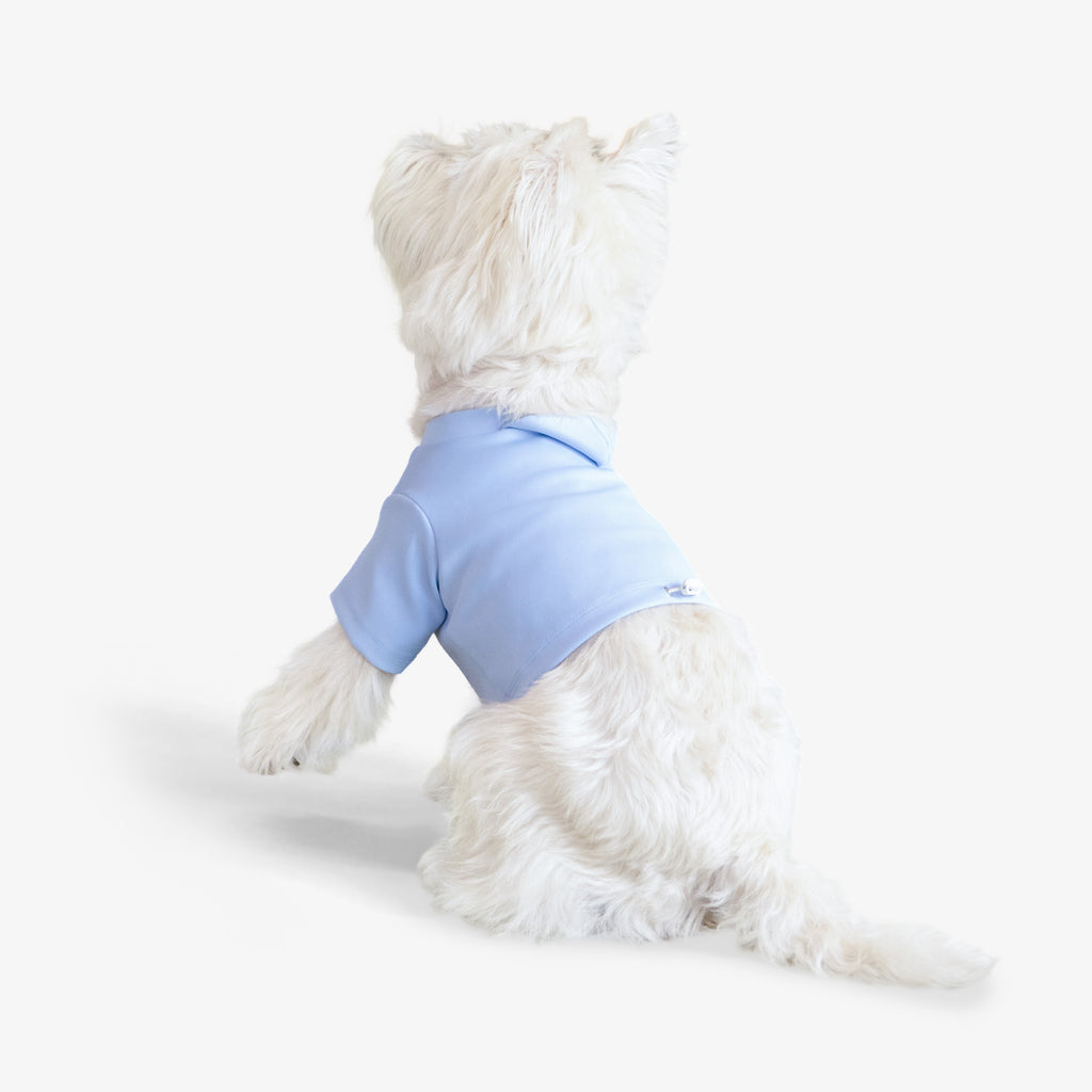 White dog wearing a light blue crop top on a white background