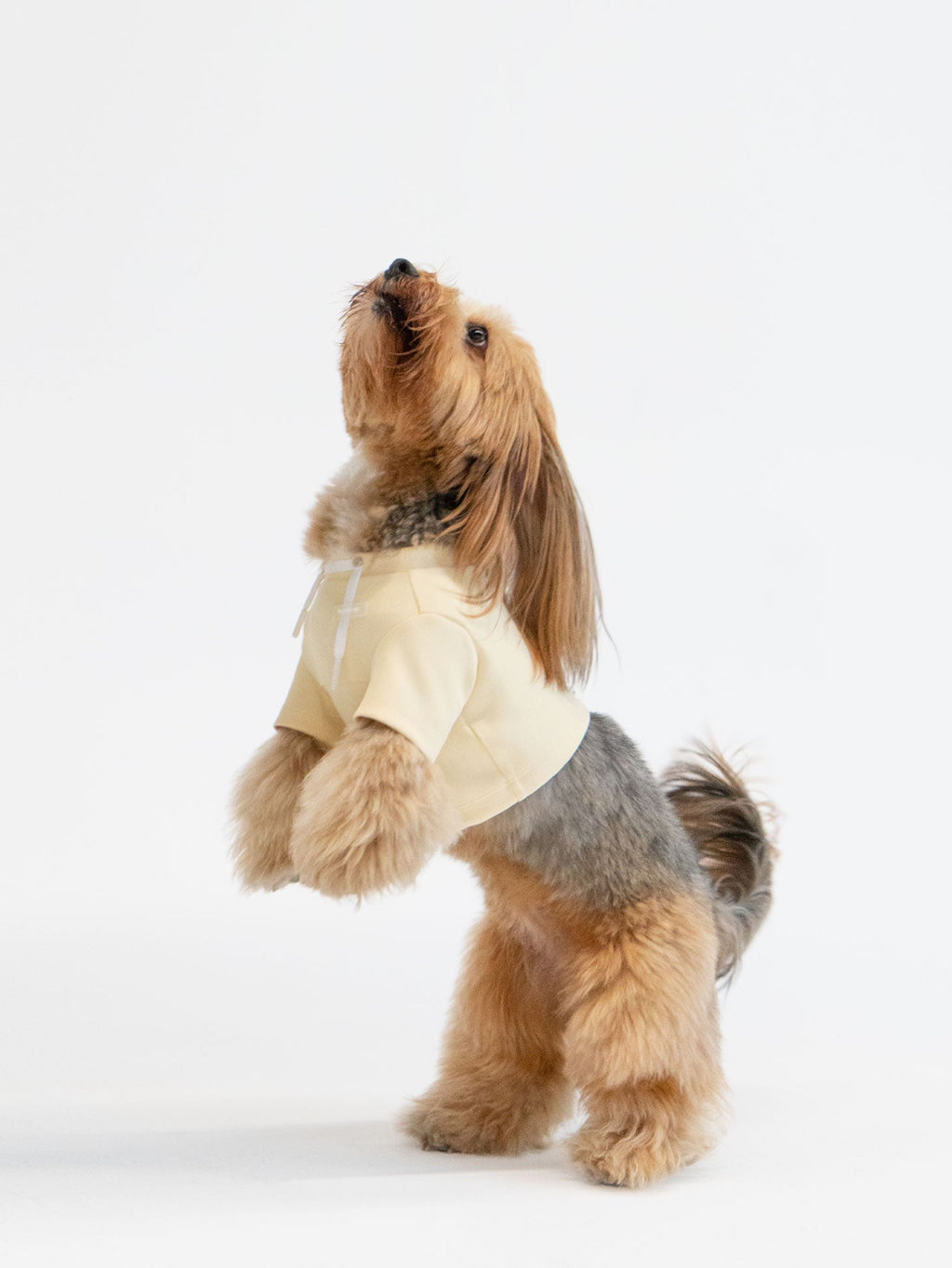 Small dog wearing a yellow crop top a white background
