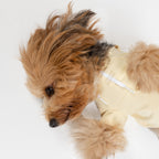 Small dog wearing a yellow crop top on a white background