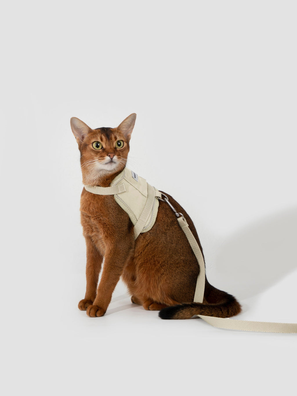 Beige cat collar harness set on a brown cat sitting in studio, wearing a lightweight escape-proof cat harness with matching leash attached to the back D-ring