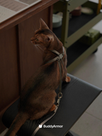 Cat wearing an adjustable cat harness during indoor walking activity
