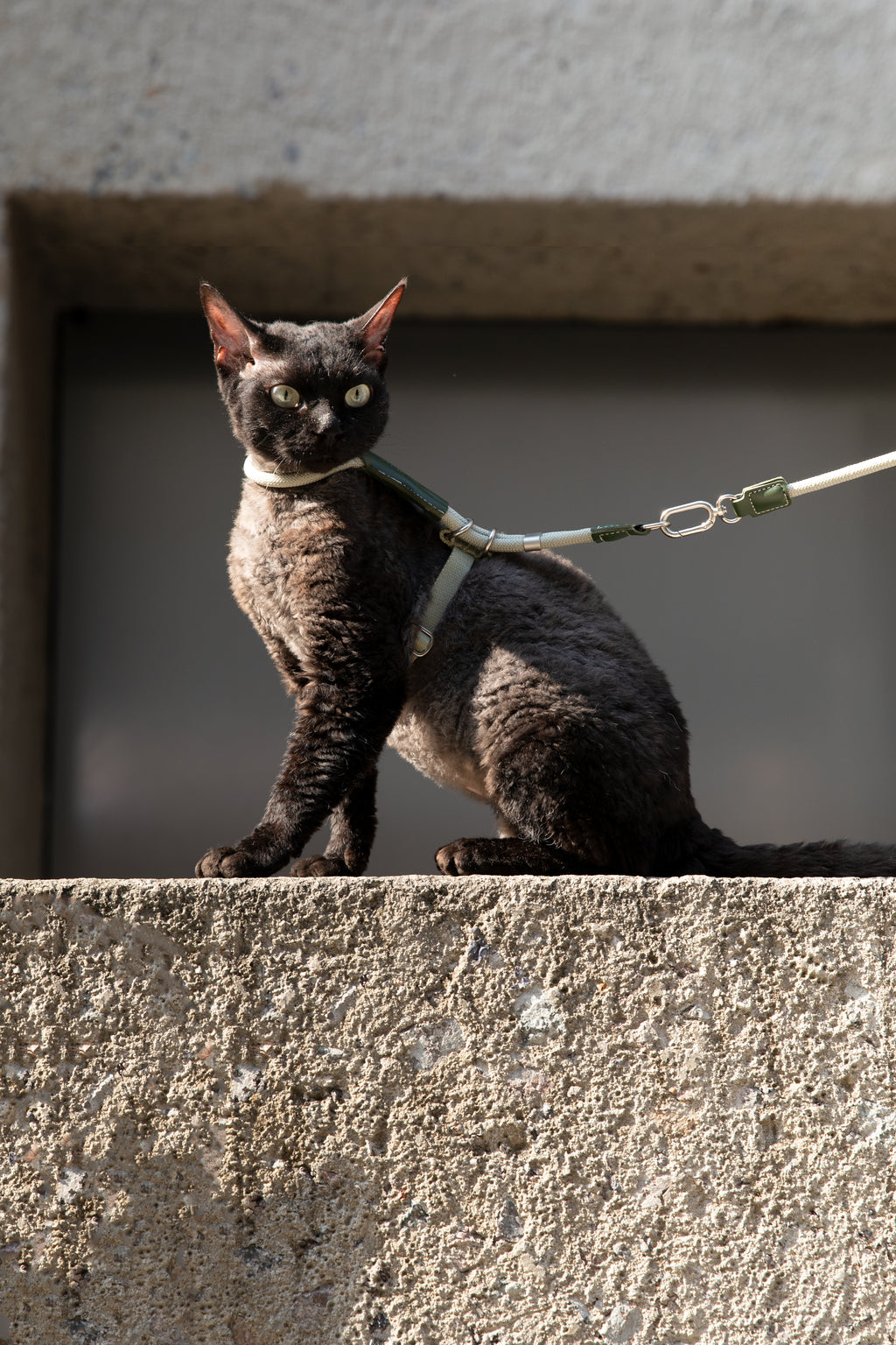 Cat wearing an adjustable cat harness leash set outdoors, showing secure fit and natural movement during walking.