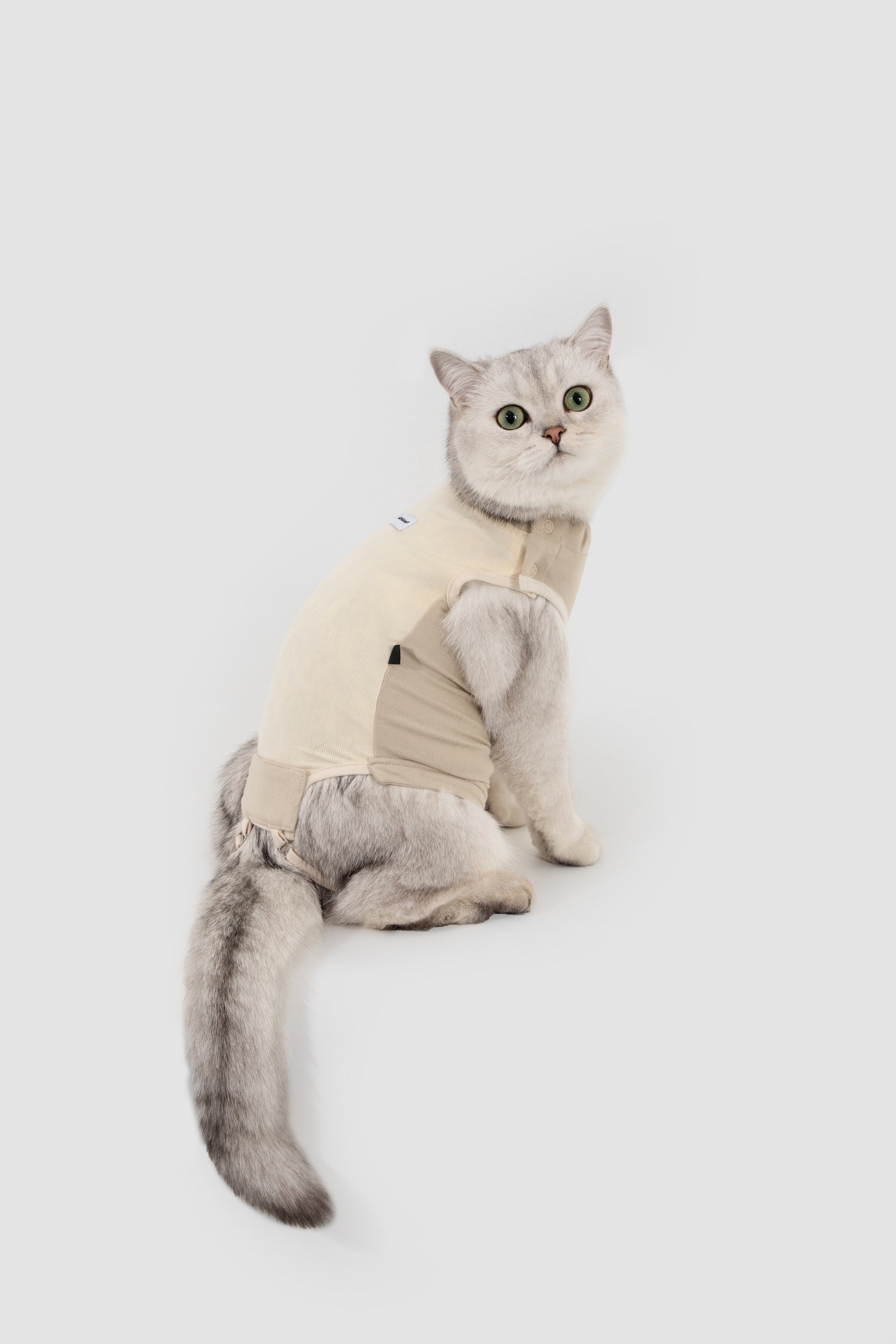 Back view of a silver cat in a cream cat recovery suit, showing the tail opening area and full belly coverage for wound protection.