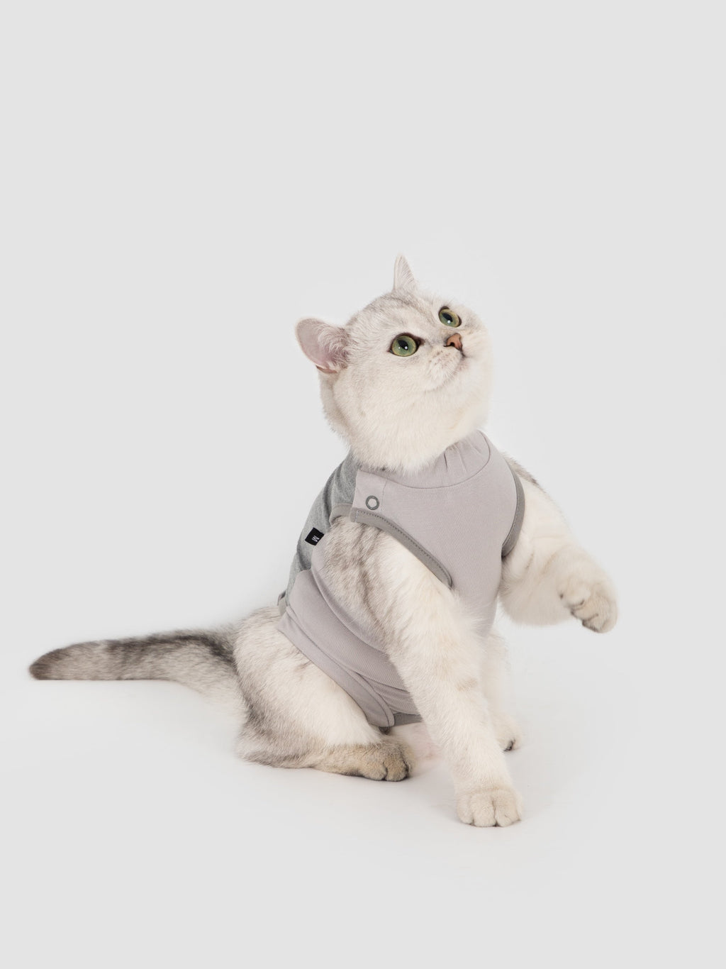 Silver cat wearing a grey cat recovery suit in a studio, sitting with one paw raised, showing a breathable post-surgery bodysuit fit.