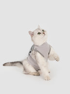 Silver cat wearing a grey cat recovery suit in a studio, sitting with one paw raised, showing a breathable post-surgery bodysuit fit.