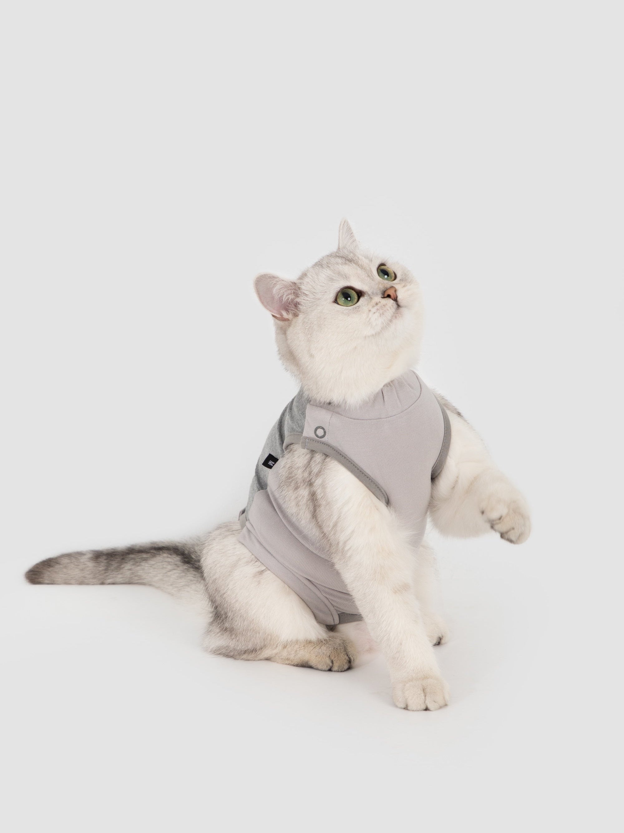 Silver cat wearing a grey cat recovery suit in a studio, sitting with one paw raised, showing a breathable post-surgery bodysuit fit.