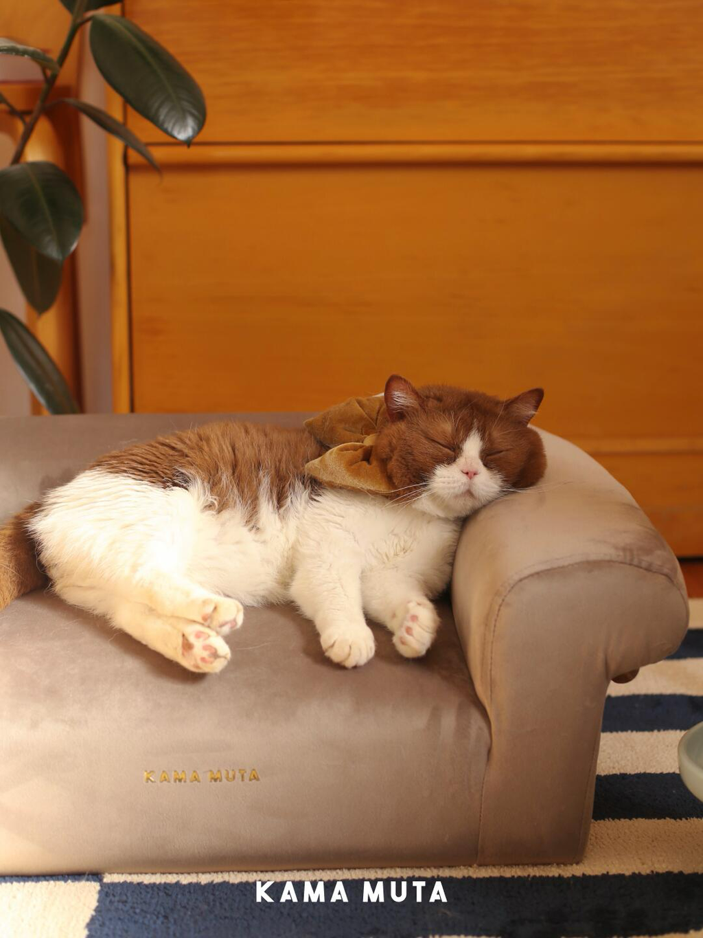 Cat sleeping on a velvet pet sofa placed in a living room environment, blending with home furniture
