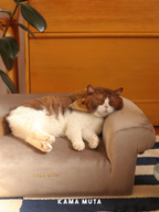 Cat sleeping on a velvet pet sofa placed in a living room environment, blending with home furniture