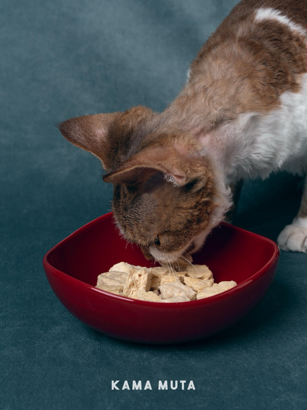 Ceramic cat bowl with curved interior holding wet food neatly, supporting comfortable and natural eating for cats.