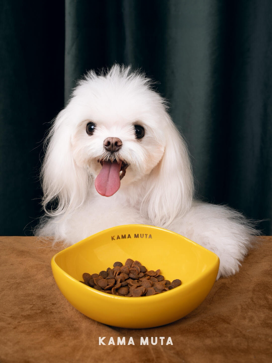 Flat-bottom ceramic dog bowl designed to reduce spills and support safer dry food feeding for small dogs.