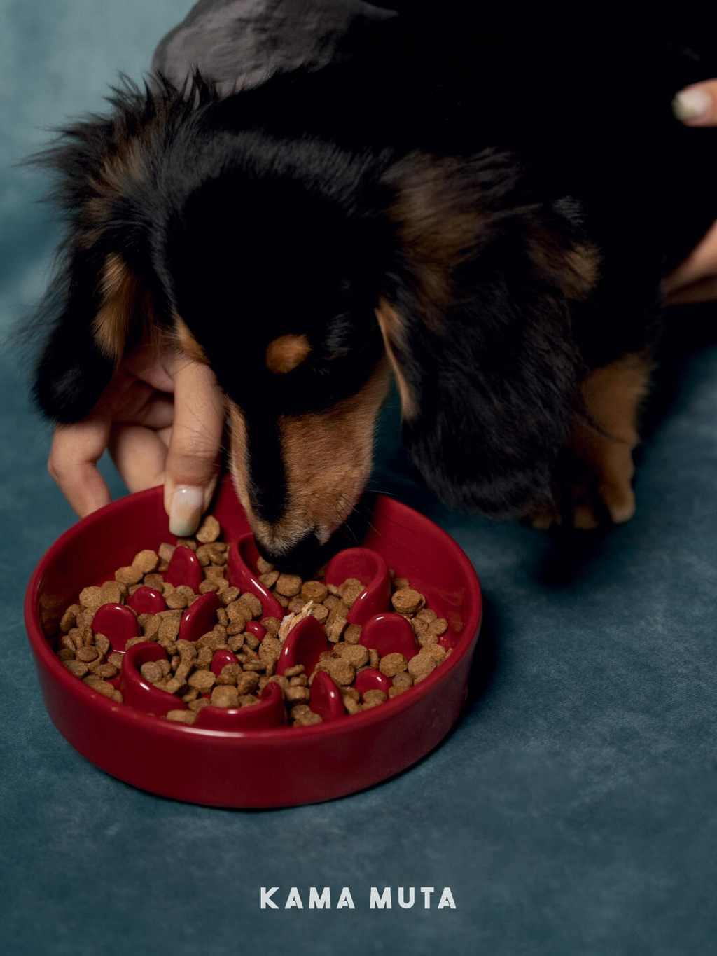 Small dog eating from a red ceramic slow feeder bowl designed to slow down eating and support healthy digestion.