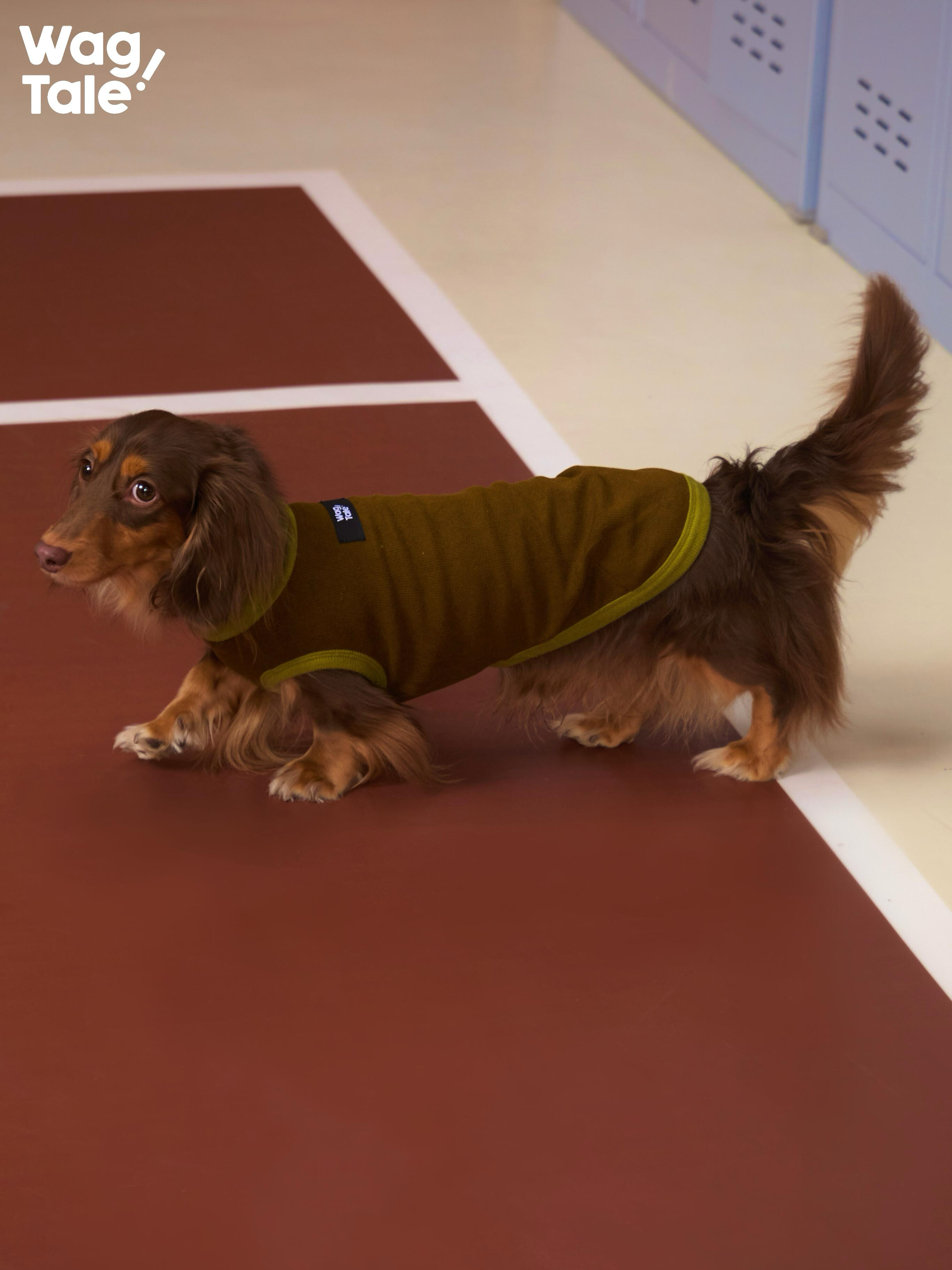 Dachshund walking in a CLOUD breathable dog base layer vest in olive green, highlighting the lightweight thermal fabric, smooth body coverage, and comfortable stretch for long-bodied dogs.