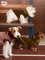 Three dogs wearing CLOUD dog base layer vests in olive green and rose pink, showing lightweight thermal coverage, breathable stretch fit, and a clean minimal silhouette for everyday indoor wear.