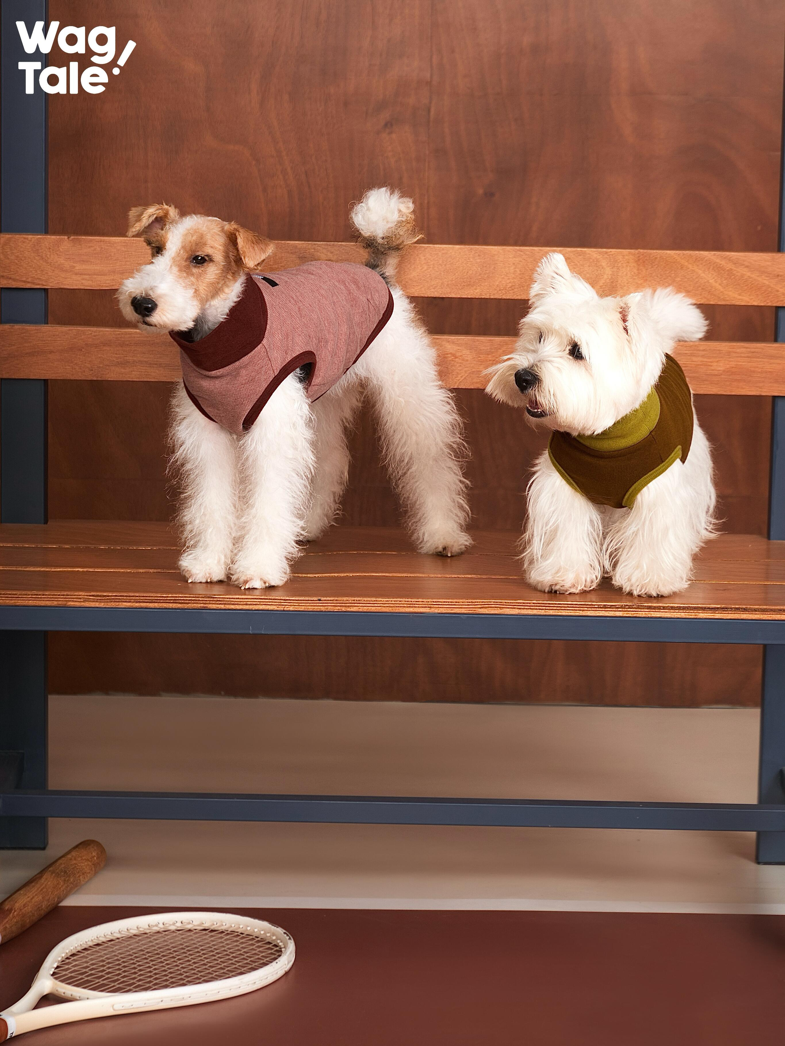 Two small dogs wearing CLOUD dog base layer vests on a bench, showcasing minimalist solid colors, breathable stretch comfort, and a lightweight thermal layer suitable for daily use.