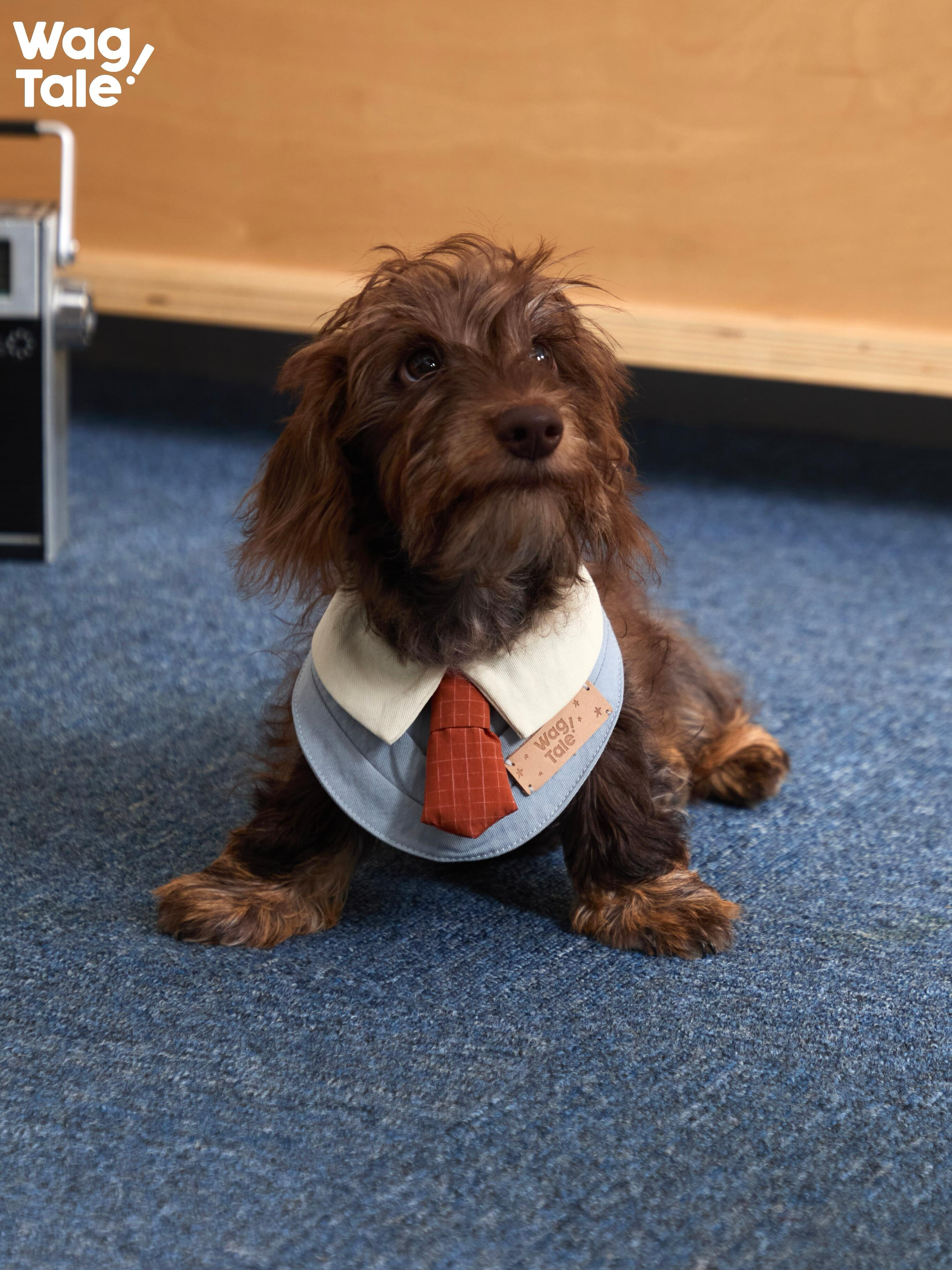 A small brown dog resting on the floor wearing a collar-style dog bandana with a soft padded neckline and tie detail, suitable for everyday wear and styling.