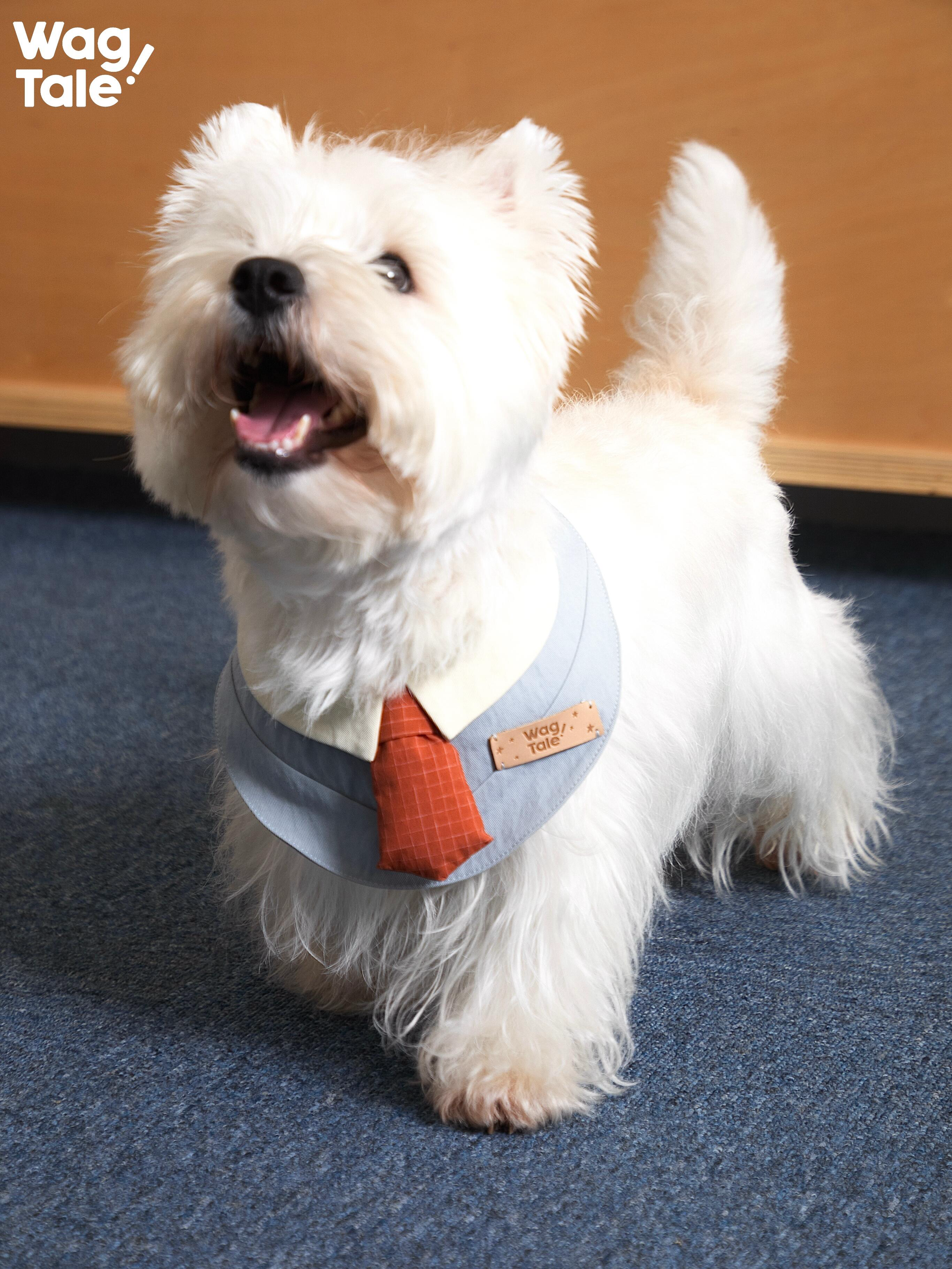 A West Highland White Terrier standing and looking upward while wearing a collar-style dog bandana with a padded shirt collar and tie, inspired by retro office styling.