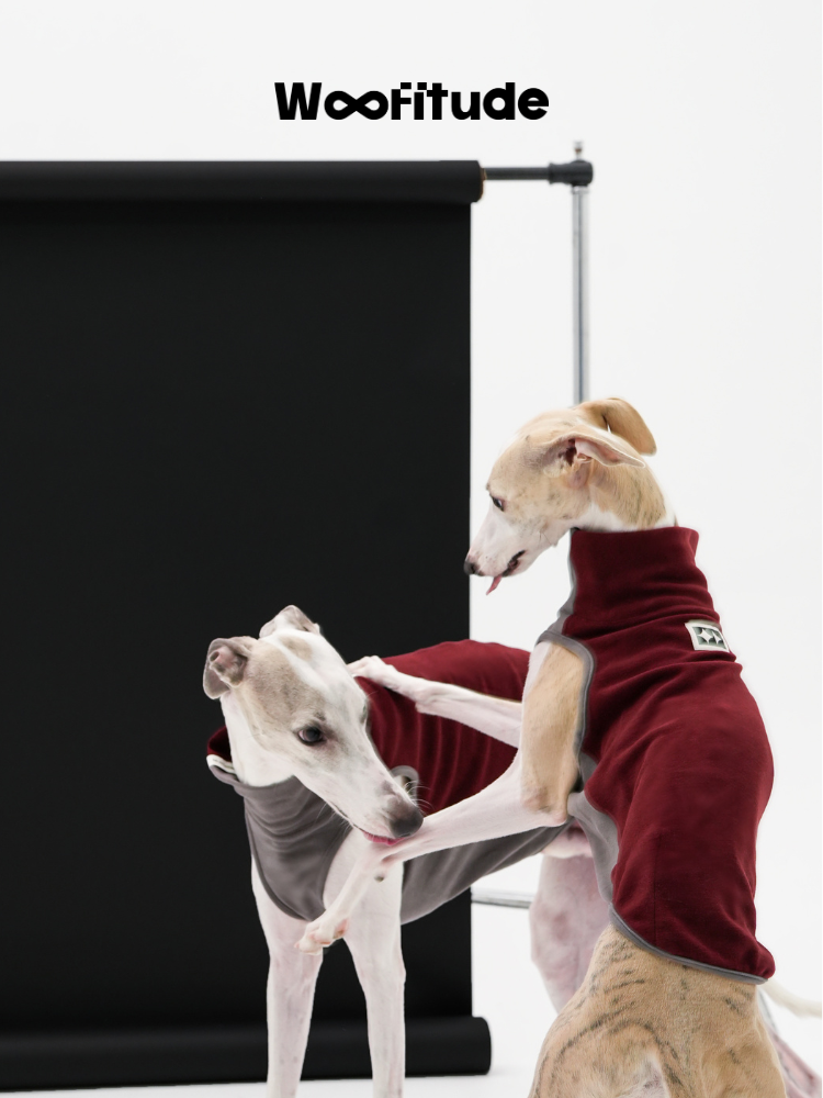 Two Italian Greyhounds wearing color-block warm dog vests interacting in a studio setting, showcasing soft fleece fabric and flexible fit.