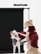 Two Italian Greyhounds wearing color-block warm dog vests interacting in a studio setting, showcasing soft fleece fabric and flexible fit.