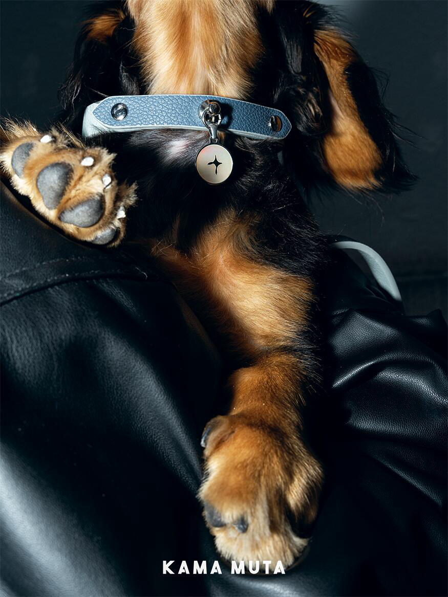Dog wearing a comfortable leather dog collar with a subtle charm while resting