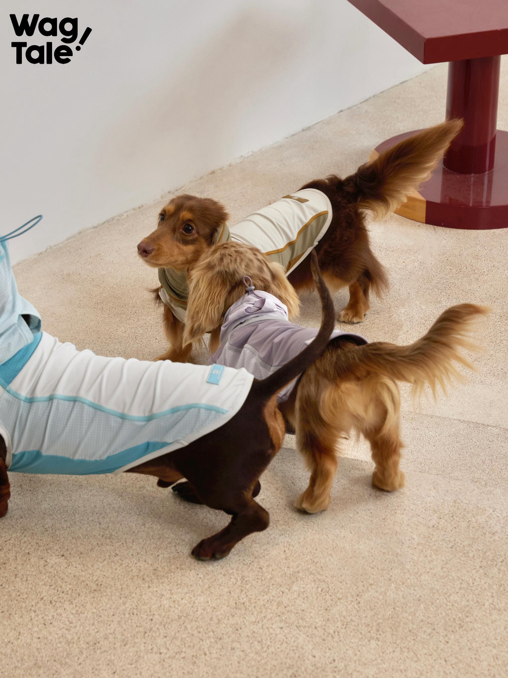 Three dogs wearing lightweight cooling dog vests interact indoors, showing breathable summer dog vests in motion with curved seams and active fit.