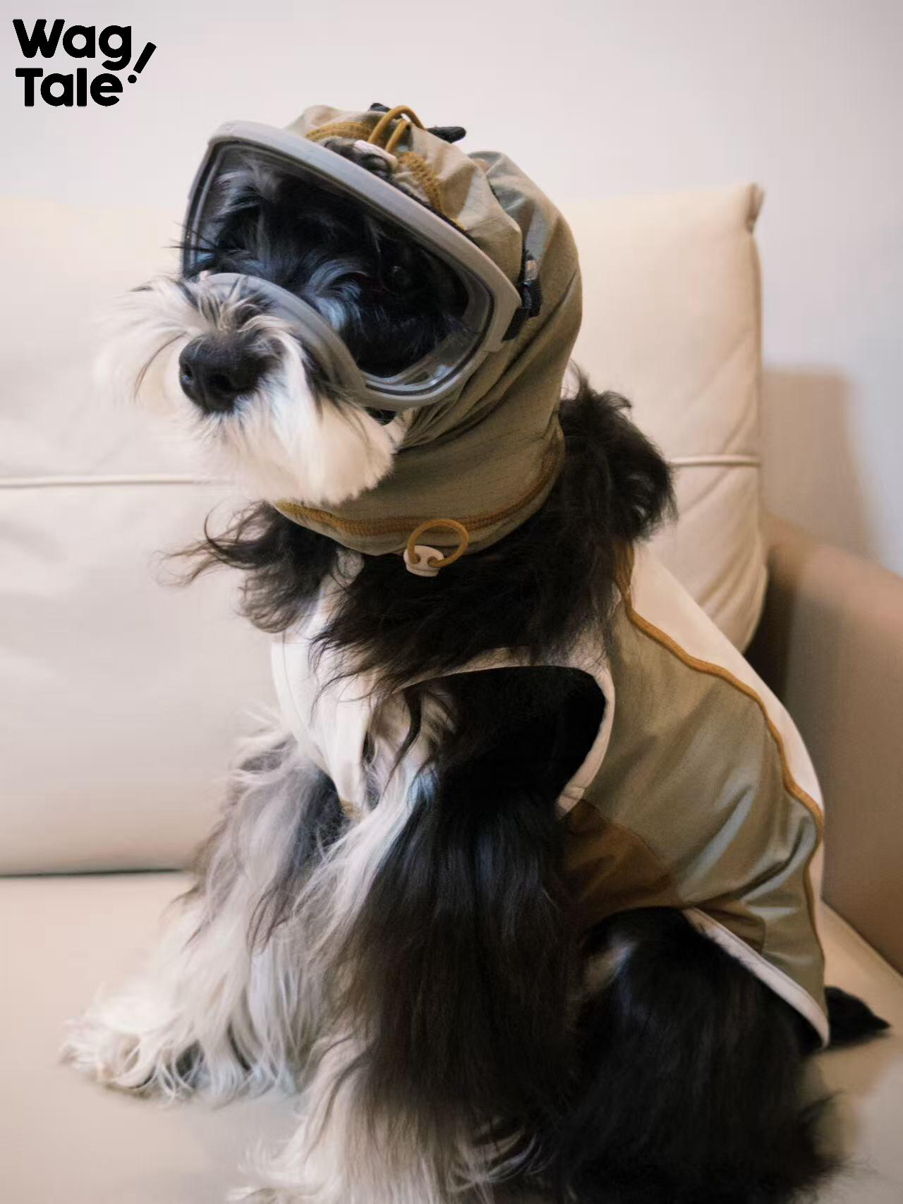 A dog wearing a cooling dog vest with a detachable neck gaiter sits indoors, showing layered fabric panels and breathable summer design.