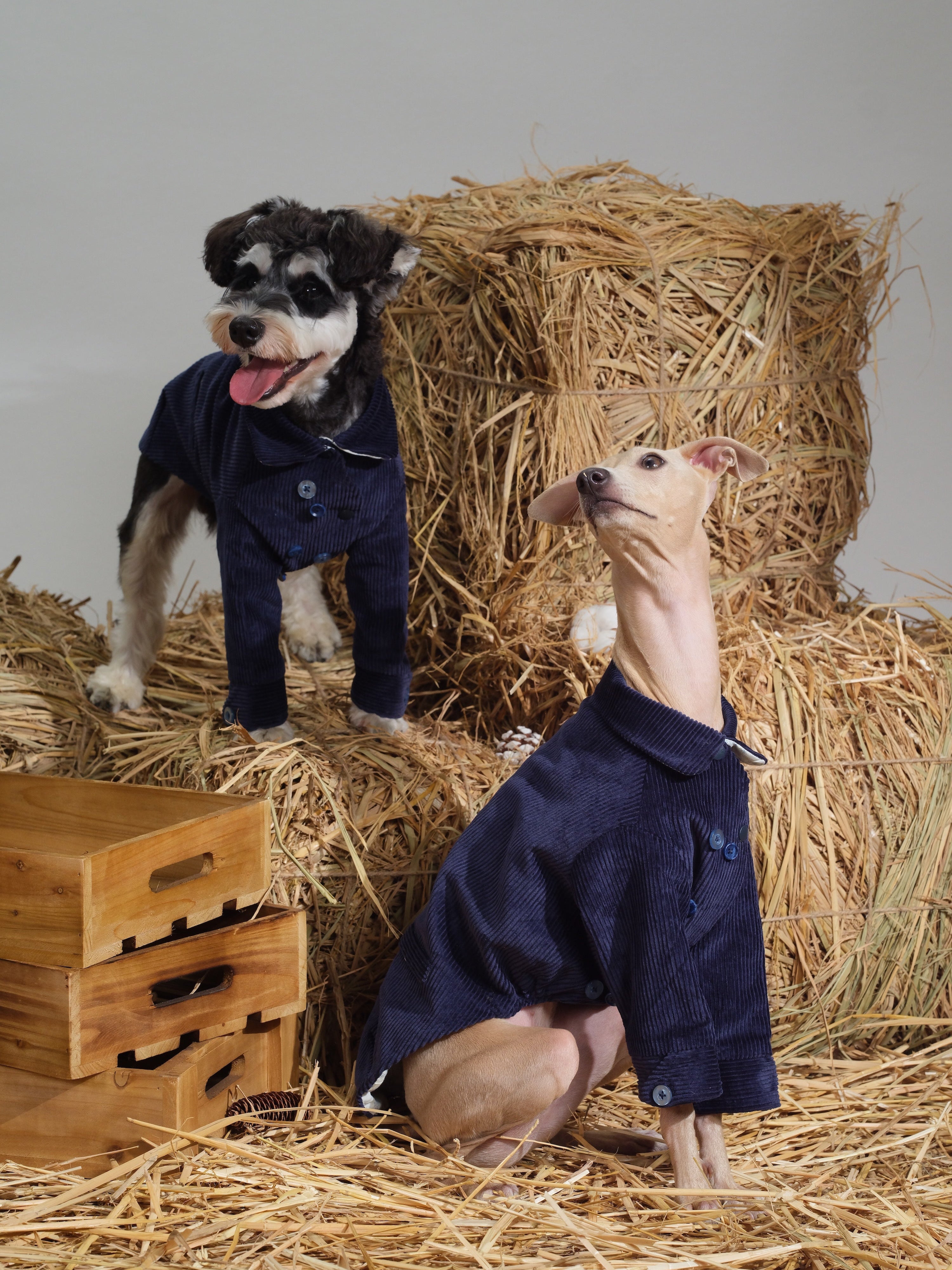 Two dogs wearing navy corduroy dog jackets posing on straw bales in a rustic studio setting, showing a relaxed pajama-style fit.