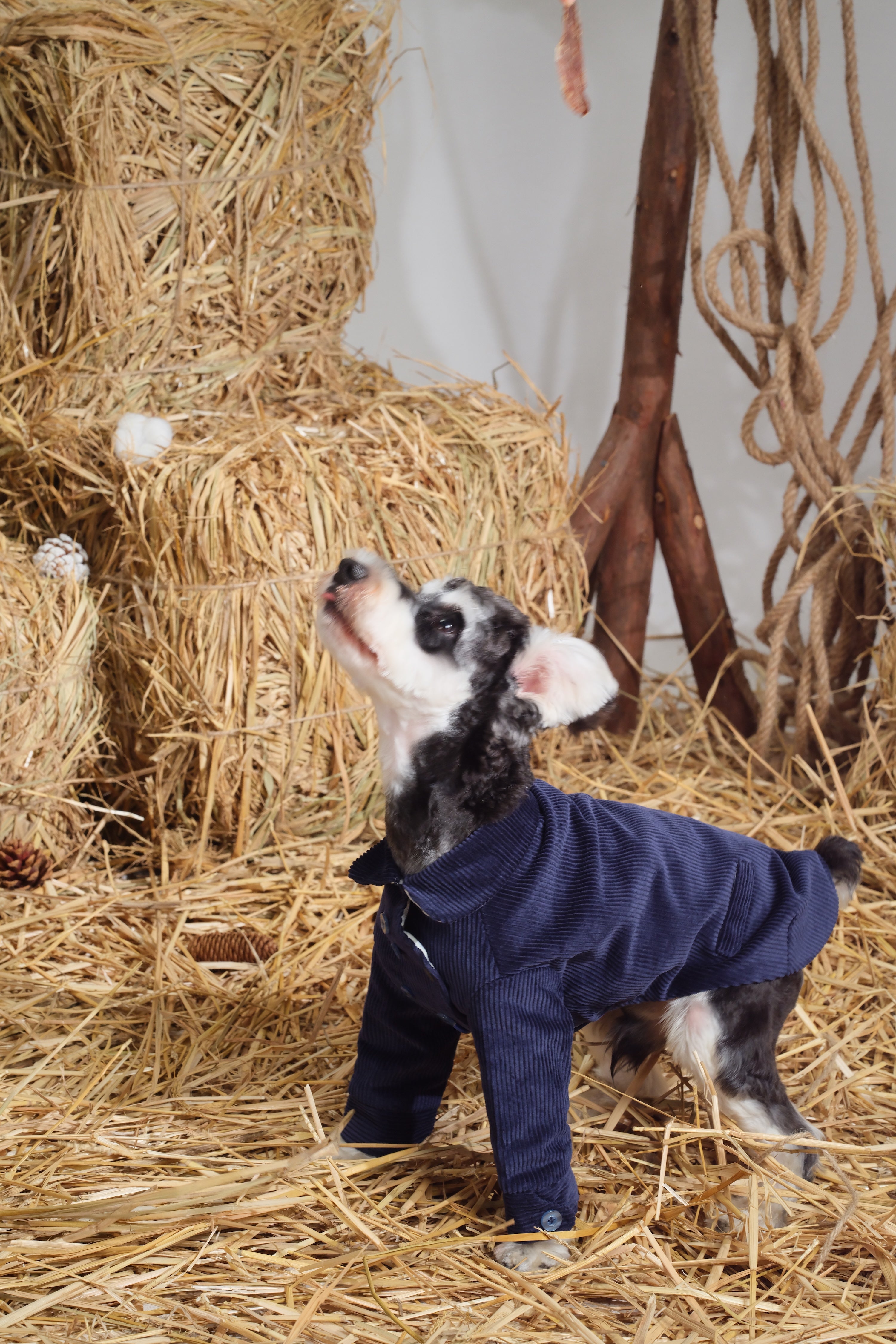 Dog standing on straw wearing a navy corduroy jacket, demonstrating comfortable coverage and ease of movement.