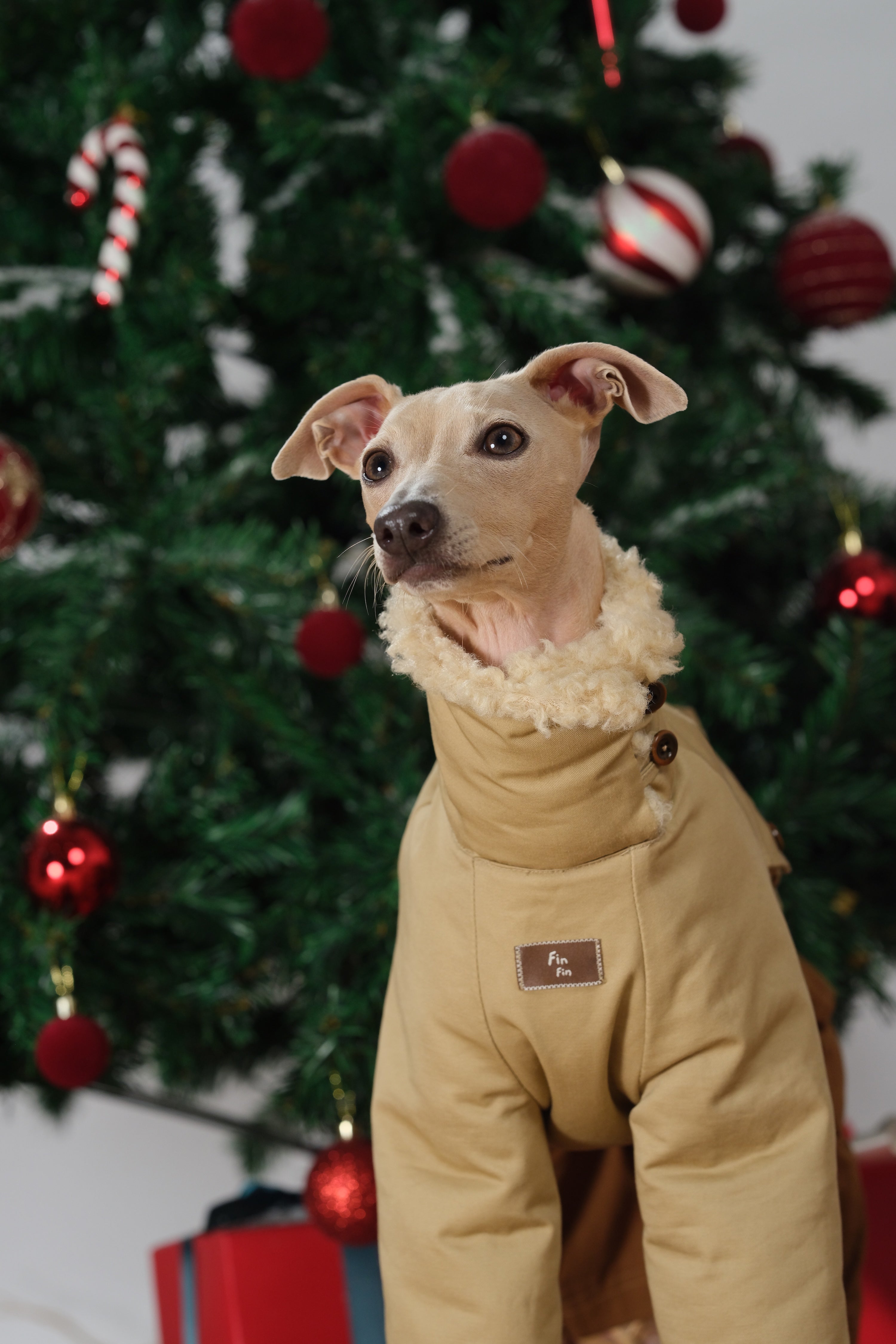 Dog wearing the cotton side of a reversible dog jacket, with a soft wool-blend fleece collar visible against a Christmas tree backdrop.