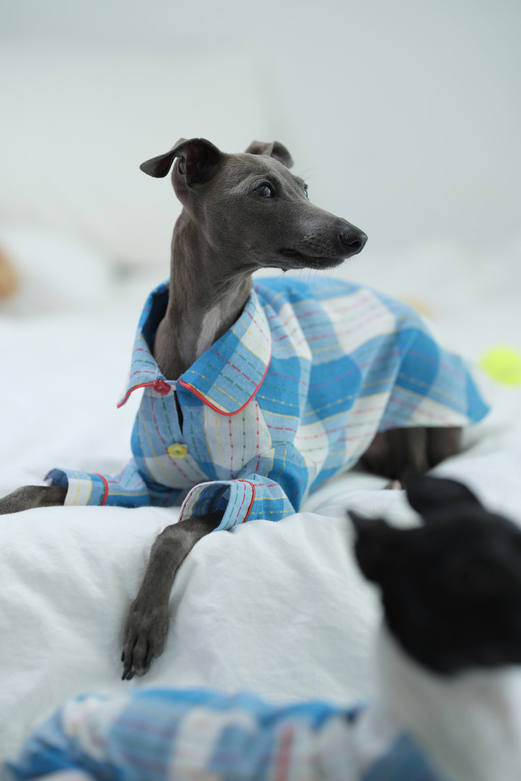 Sighthound lying comfortably on bedding wearing a blue plaid cotton dog pajama, with focus on the shirt-style collar and front buttons.
