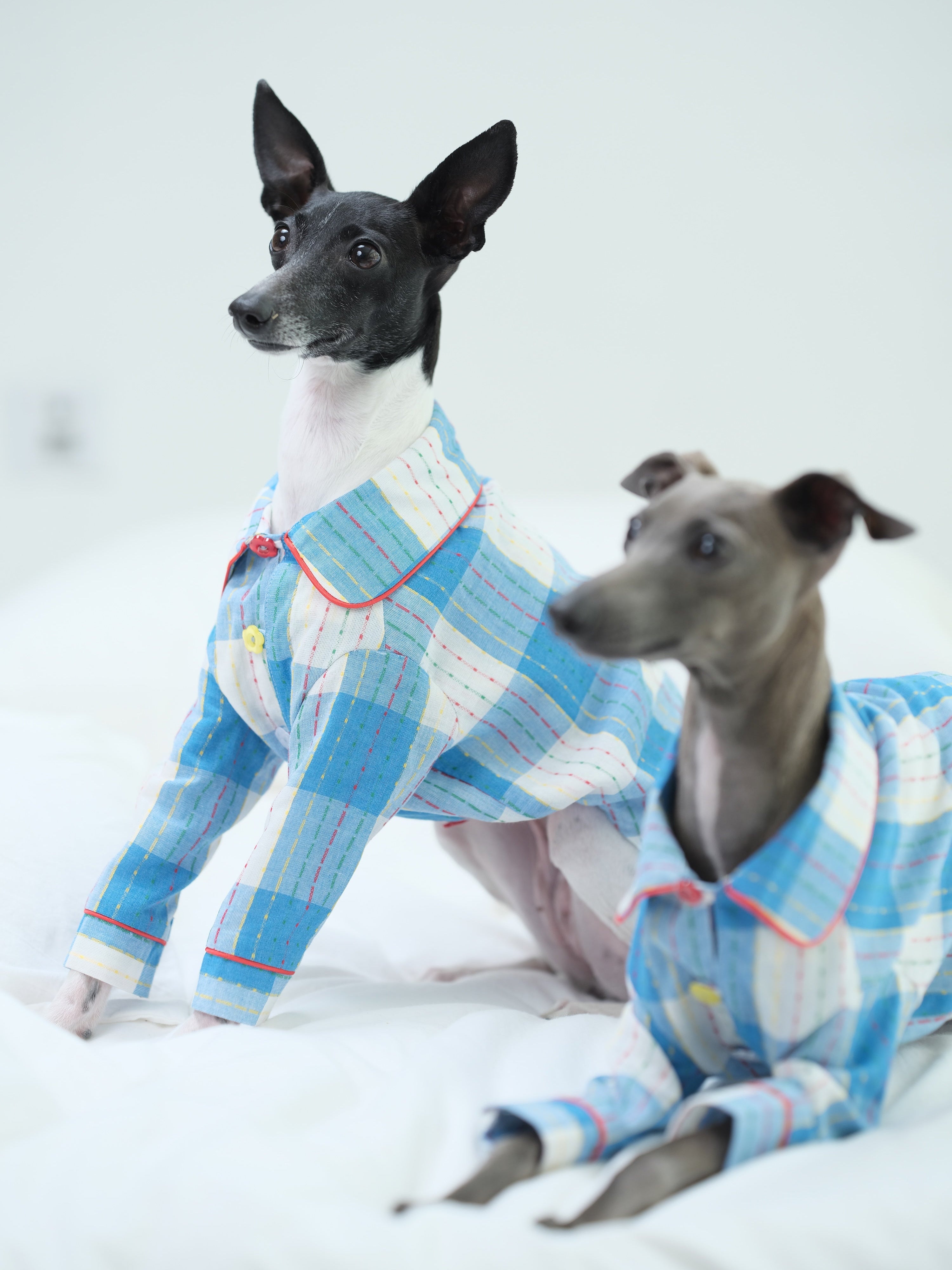 Two sighthounds wearing blue plaid cotton dog pajamas sitting alert on a white bed, showing the relaxed pajama-style fit and collar detail.