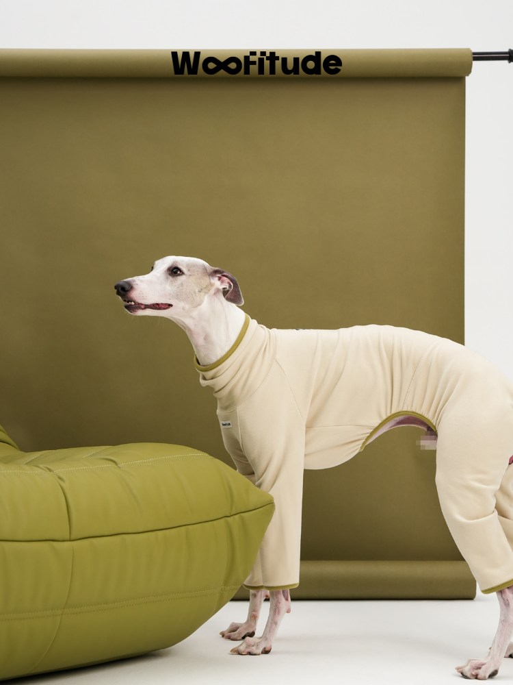 Italian Greyhound in a cream dog suit with a high neck design, photographed looking upward on a soft green sofa