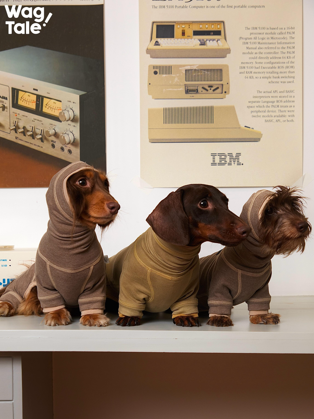 Three dachshunds in full body dog base layer suits, highlighting flexible stretch, consistent four-leg coverage, and suitability for different dachshund body shapes.