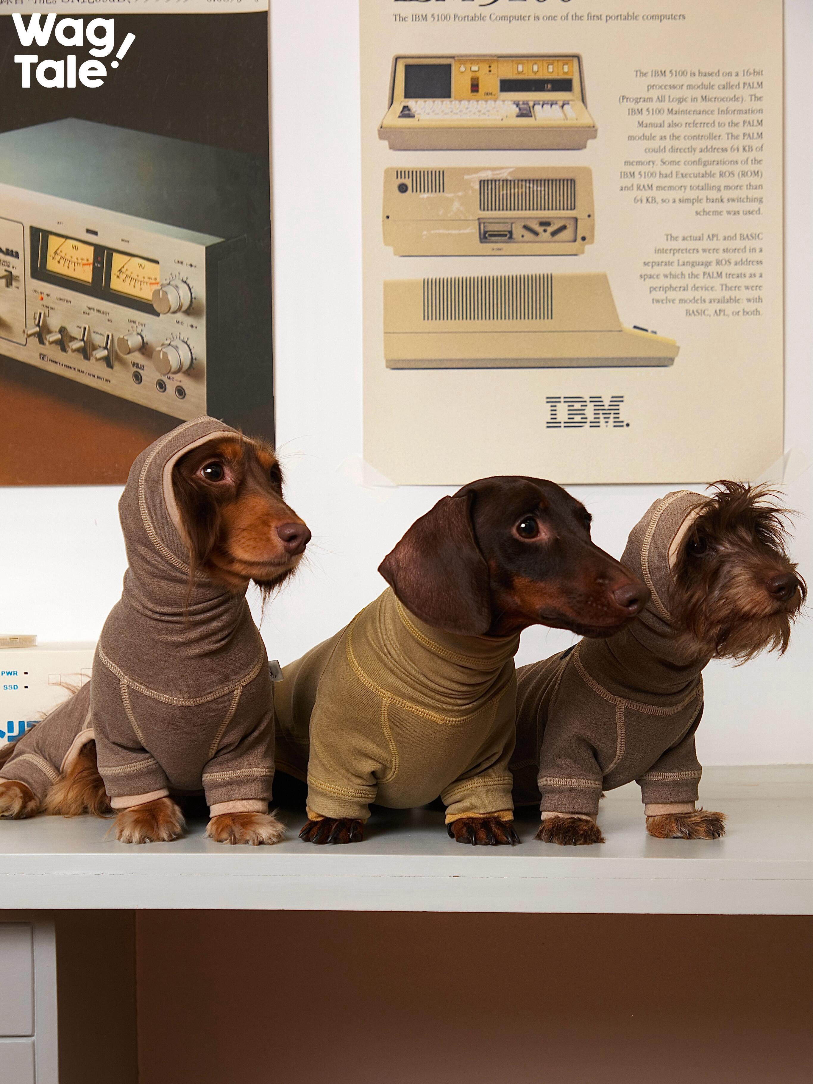 Three dachshunds in full body dog base layer suits, highlighting flexible stretch, consistent four-leg coverage, and suitability for different dachshund body shapes.
