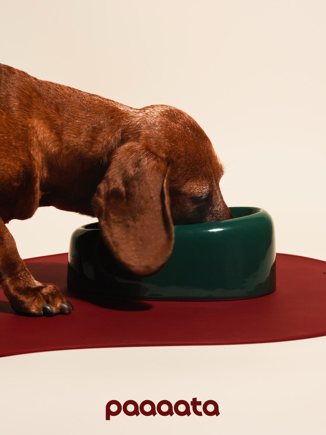 Dachshund eating from a glazed ceramic tilted dog bowl designed to keep long ears clean while feeding