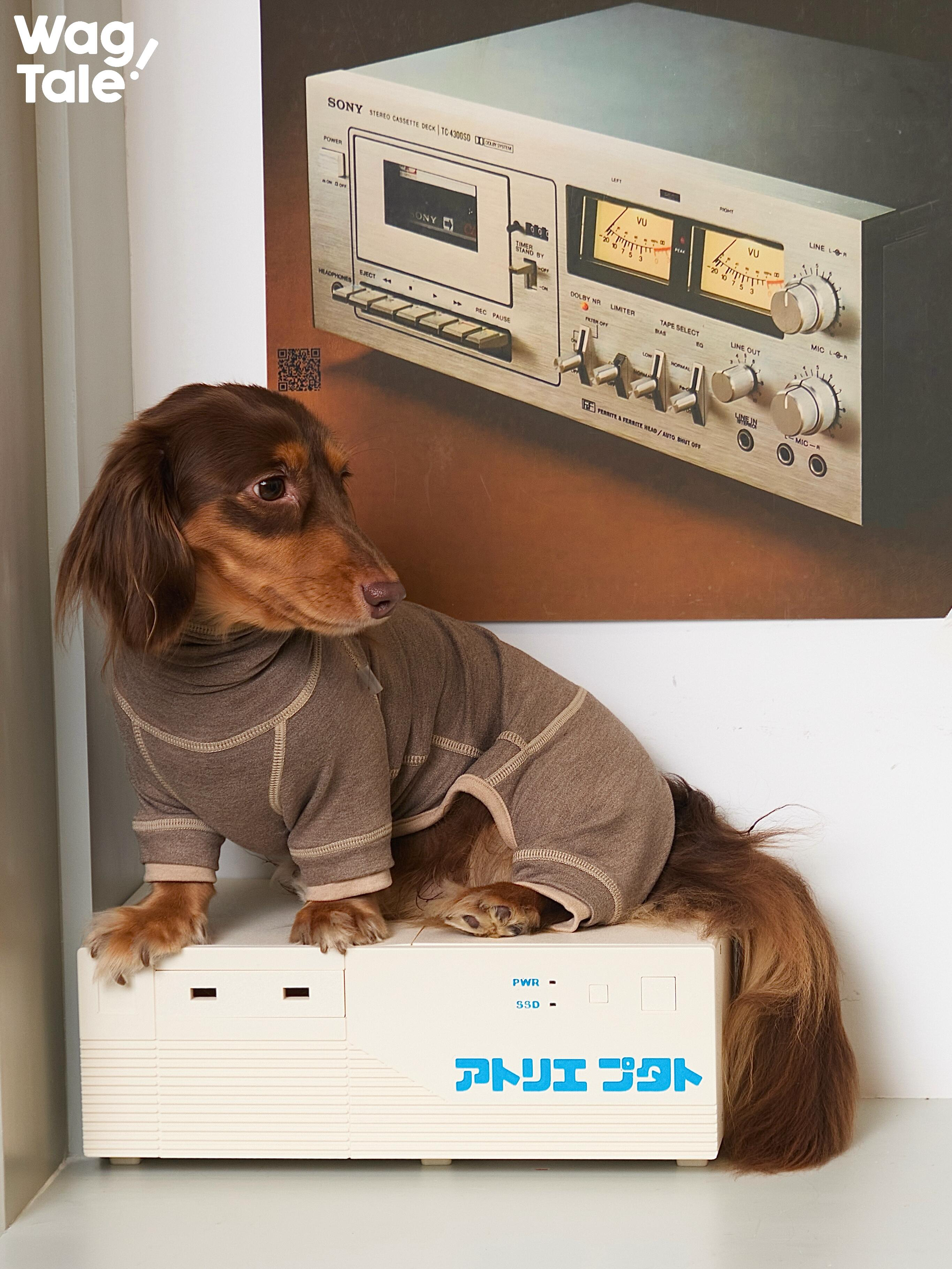 Dachshund wearing a thermal dog suit in a seated position, showing extended body length coverage and a fit designed specifically for short-legged dogs.