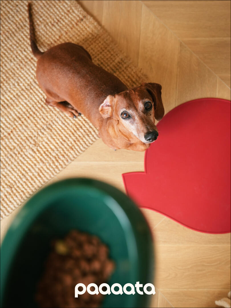 Dachshund looking up at a green glazed ceramic tilted dog bowl, designed to keep long ears clean during feeding