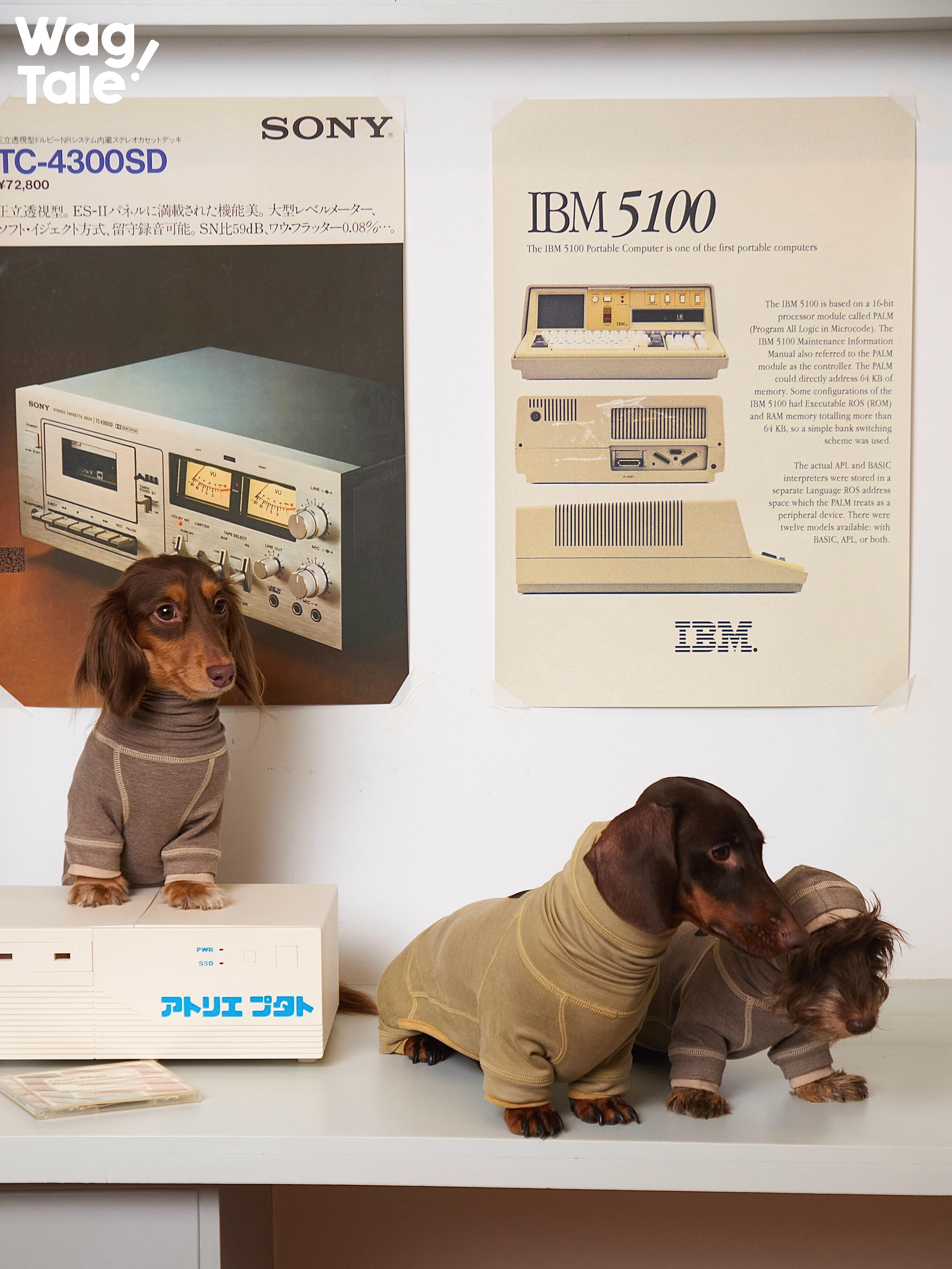 Dachshunds styled indoors wearing thermal base layer dog suits, emphasizing layering comfort, anti-static fabric, and everyday indoor wear.