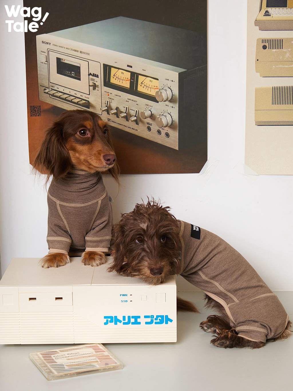 Two dachshunds wearing thermal base layer dog suits indoors, showing a snug four-leg fit, high-stretch fabric, and smooth coverage designed for long-bodied dogs.
