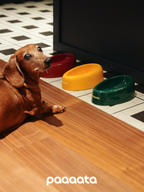 Dachshund sitting beside multiple glazed ceramic tilted dog bowls in different colors for long-eared dogs