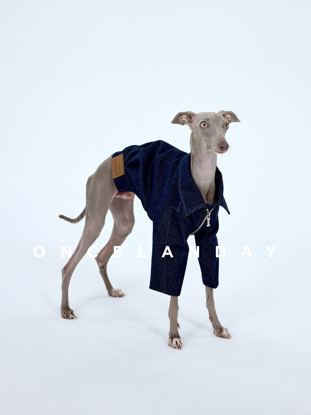 Italian Greyhound standing on a white studio background wearing a dark denim dog jacket with zip-front closure and oversized sleeves, designed for a sighthound body shape.