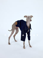 Italian Greyhound standing on a white studio background wearing a dark denim dog jacket with zip-front closure and oversized sleeves, designed for a sighthound body shape.