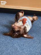 A dachshund lying playfully on the floor wearing a vintage office-style dog bandana with a structured collar and tie detail, highlighting flexibility during movement.