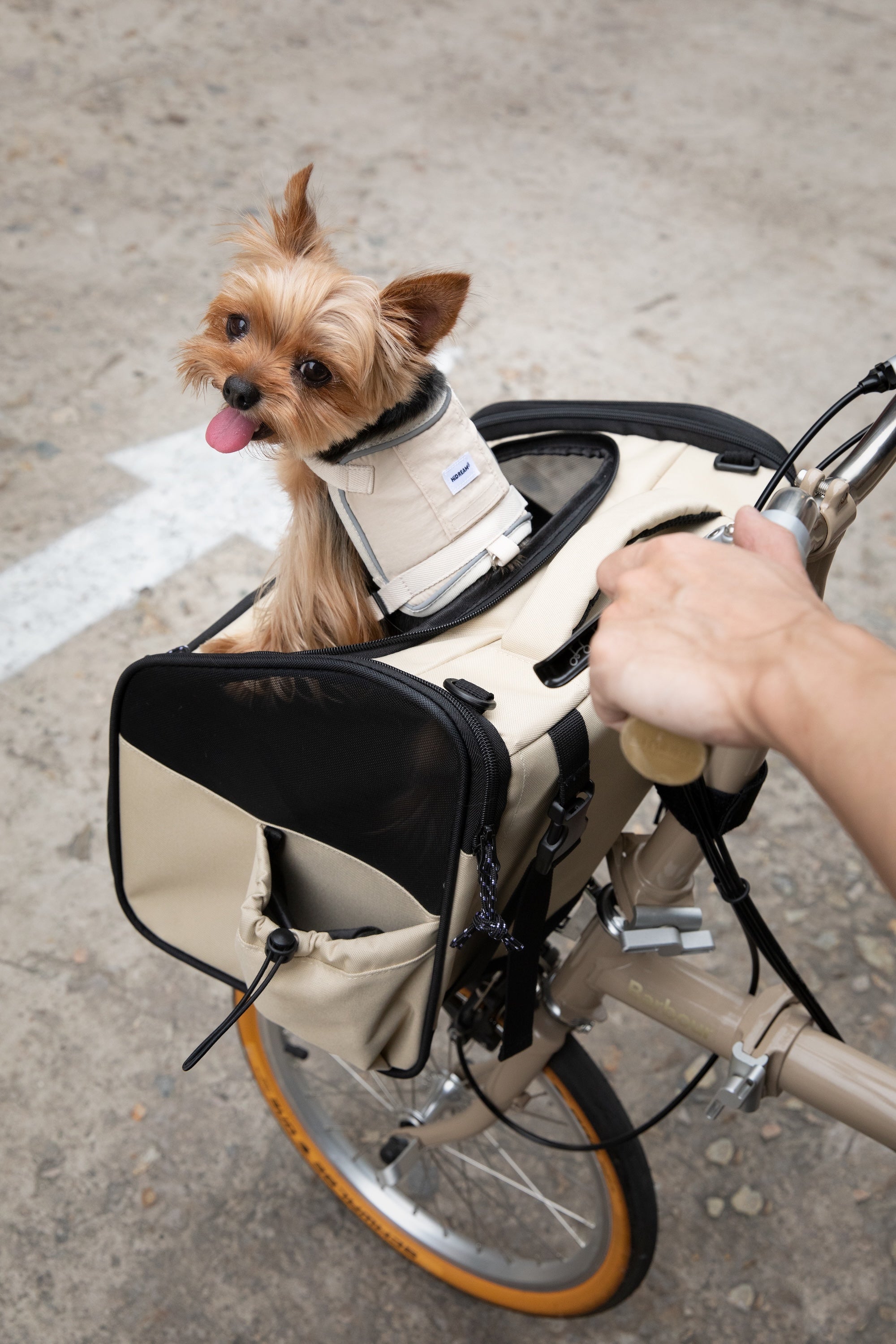 Top view of a small dog sitting in a dog bike carrier mounted on the front of a bicycle, showing the breathable mesh side panel and secure front-mount setup
