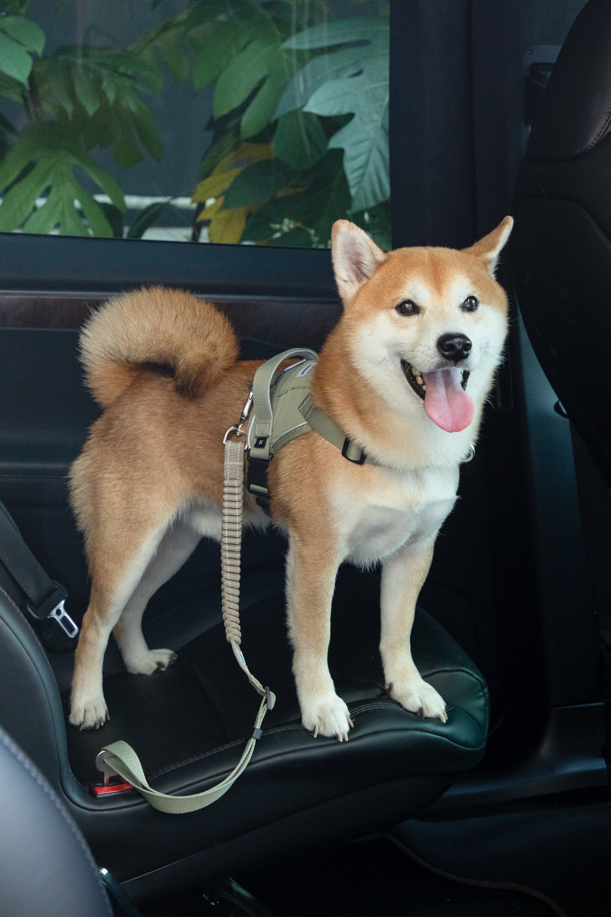 Dog wearing a harness connected to a dog car safety tether on the back seat, standing comfortably while secured during a car ride.
