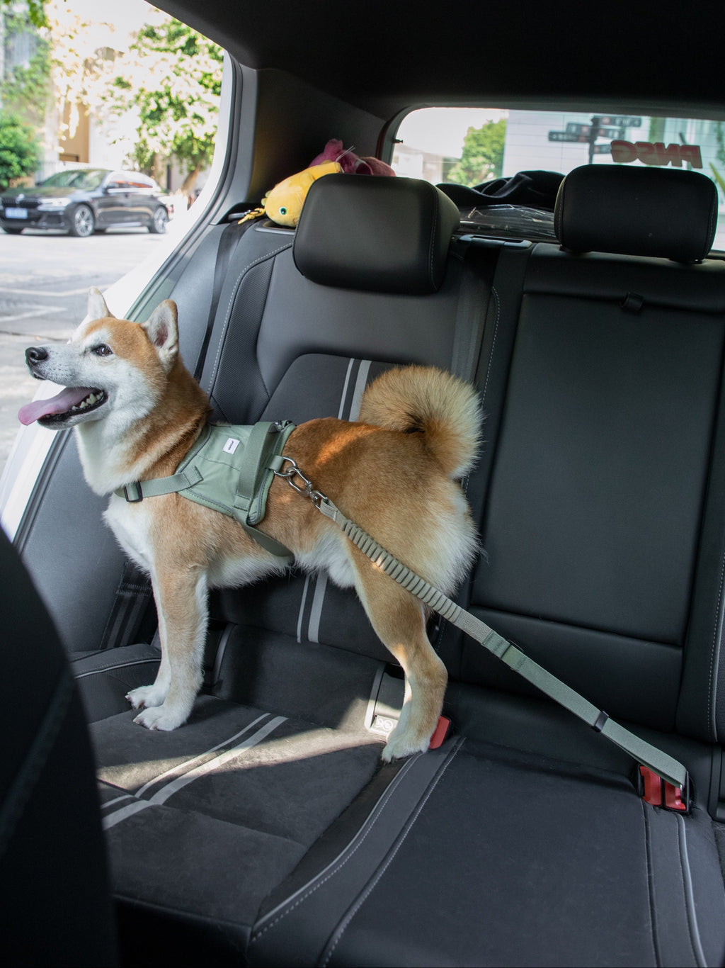 Dog standing on the back seat wearing a dog car seatbelt tether attached to a harness, showing in-car safety restraint during travel.

